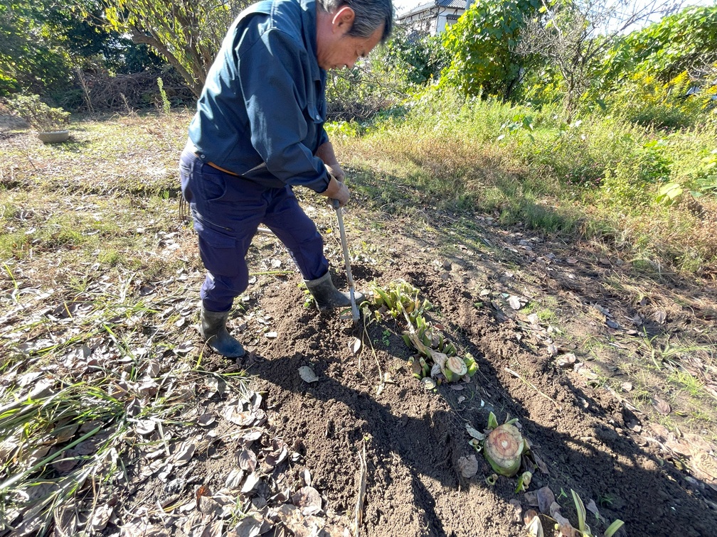 サトイモ　10月21日 (68)